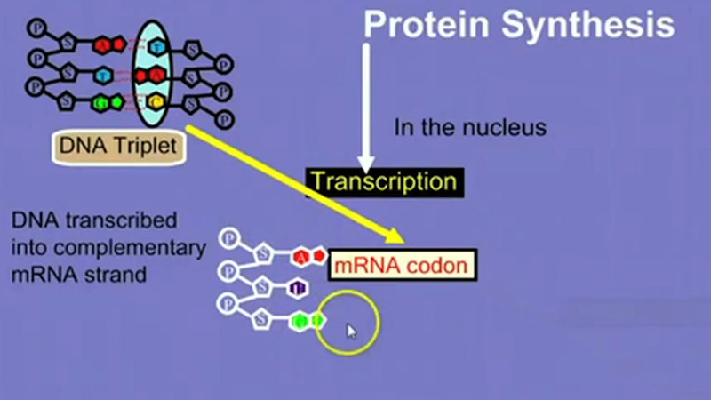 Dna rna and protein synthesis essay