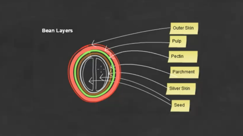 The anatomy of a coffee bean | Curious.com