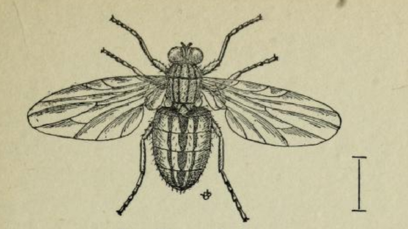The house fly by winifred m. a. brooke